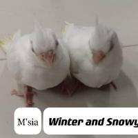 5_Winter And Snowy